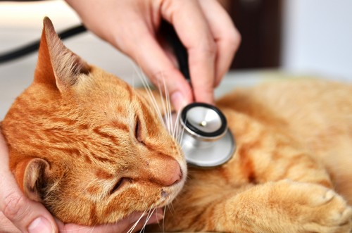 veterinary services  Boca Raton, FL 